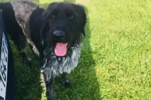 Chien perdu Nouvelle-Aquitaine, photo : Chienne drahtar noire perdue à Montsanson
