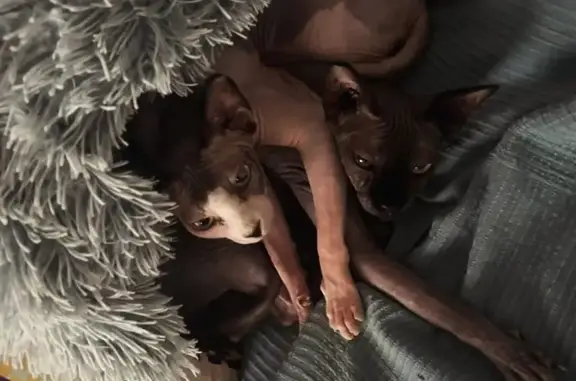 Se Busca: Gato Sphynx Perdido en Pollença