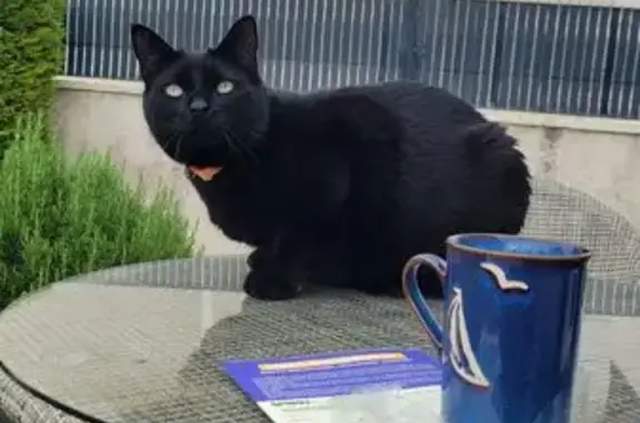 Animaux perdus Niherne, photo: Chat noir perdu, collier orange, Niherne