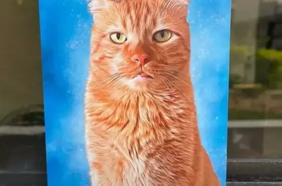 Gatos perdidos, Elda, foto: ¡Gato Naranja Perdido! Responde a Tommy