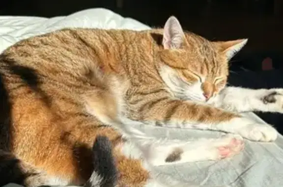 Chat perdu, Bois-le-Roi, photo: Chat perdu : Pompon, rue Joseph Bail
