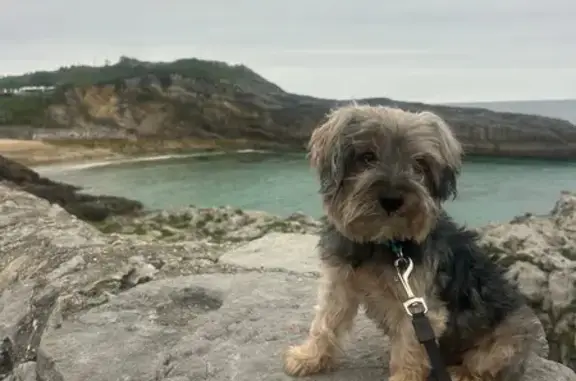 ¡Ayuda! Yorkie Mayor Perdido en León