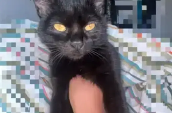 Animaux perdus Strasbourg, photo: Chaton noir perdu, 5 mois, Rue Marivaux