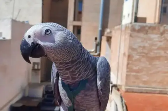 Loro Yaco Perdido en Elx: Ayuda a Encontrarlo