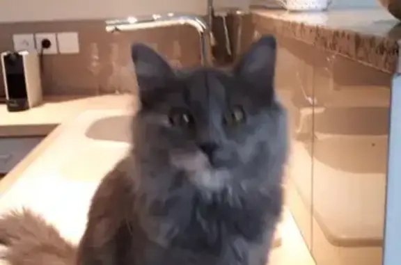 Chatte grise 