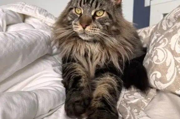 Chat perdu : Grand, marron/noir, yeux verts - photo