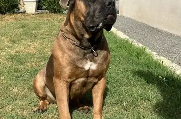 Chien perdu Montauban, photo : Cane corso marron perdue à Montauban
