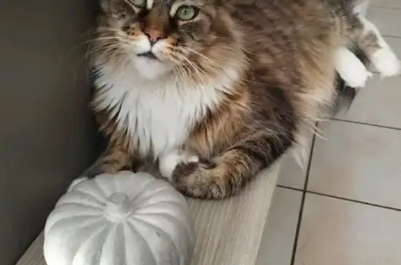 Animaux perdus , photo: Chatte perdue, peureuse, Varennes-sur-Usson