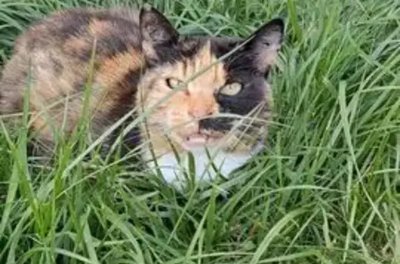 Chatte tricolore affamée Rue Albert Copieux - photo