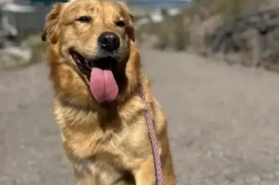 Lost Blonde Retriever Mix in Tempe