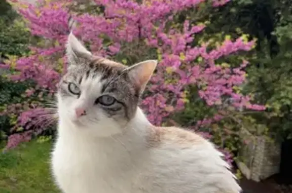 Chatte perdue: Blanche tachetée, yeux bleus - photo