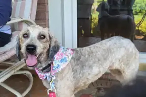 Lost Shy Dog in Salisbury - Help Find!