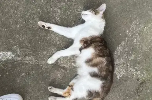 Chat trouvé , photo: Chat blessé vu route de Bereziat