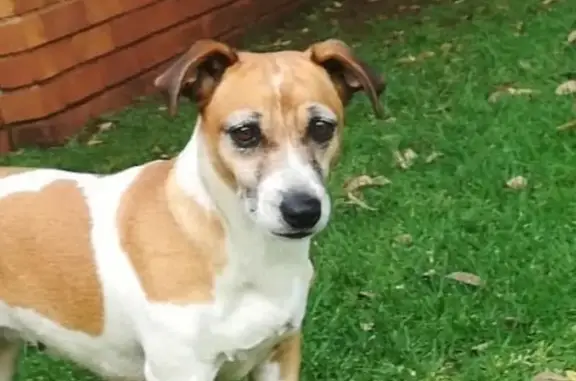 Lost Adorable Dog in Boksburg: Help Find!