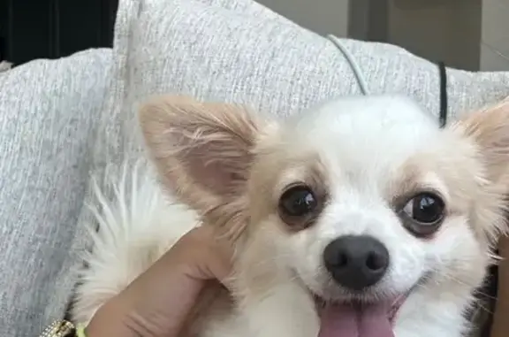 Lost Dog: Small & Skittish in Lakewood