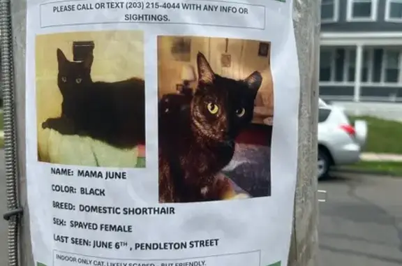 Lost pets New Haven, photo: Lost Cat Mama June: Missing on Pendleton St