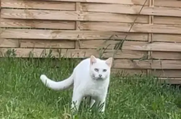 Animaux perdus , photo: Chat blanc perdu, yeux bleus, Valaurie