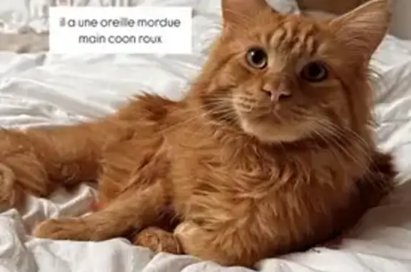 Chat roux Mainecoon perdu à Hayange - photo