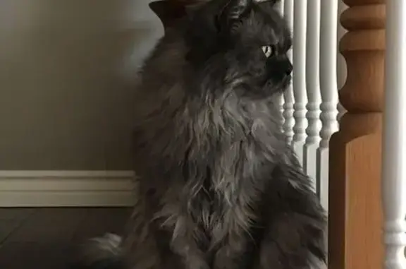 Missing: Smokey-Gray Himalayan Cat
