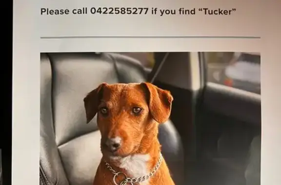 Lost Ginger Dog: Heart of Our Family