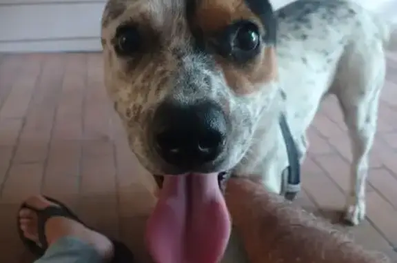Found pets , photo: Found Dog: Sweet Pup on Bay Branch Dr