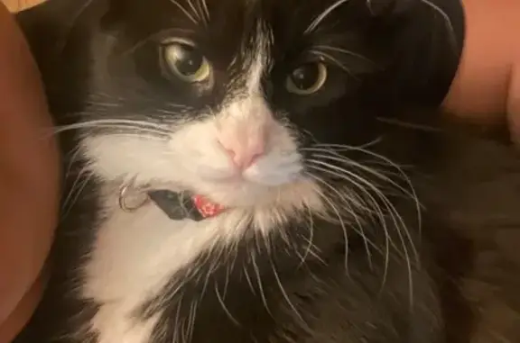 Lost Cat: Black & White, Red Floral Collar