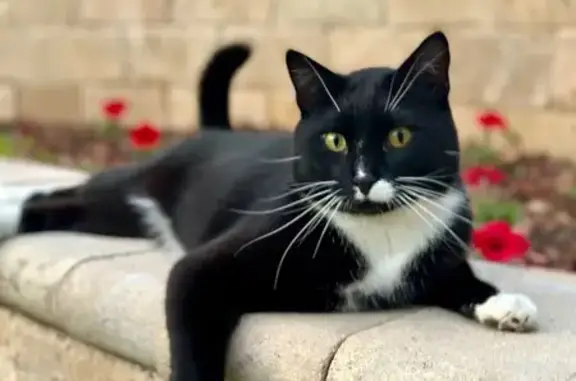 Lost Black & White Cat in Eagan Area