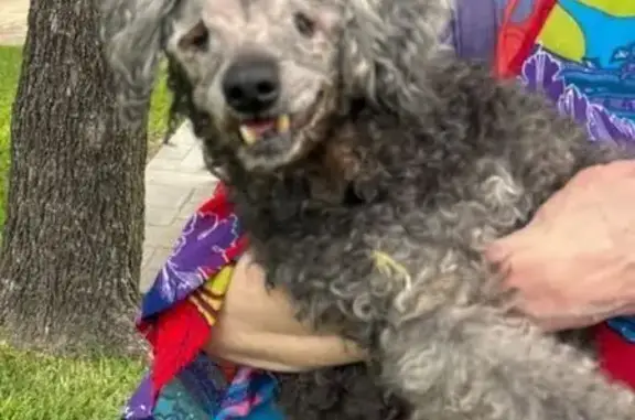 Found pets Dallas, photo: Lost Black/Silver Poodle Found on Northaven