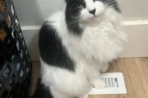Lost Black & White Cat in Windsor
