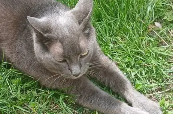 Lost Cat Vasya: Gray, Green Eyes, Riverside