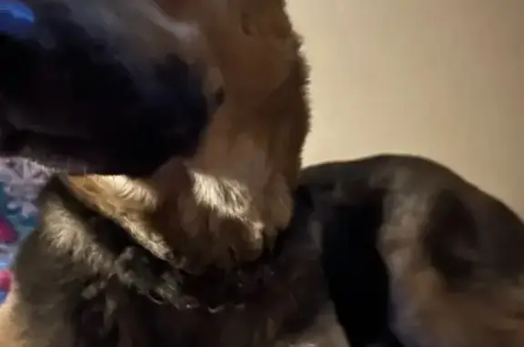Lost Dog: Black with Tan Mask in Memphis