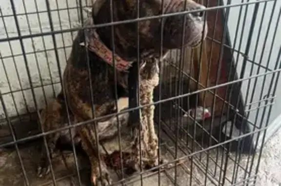 Found dog , photo: Found Brindle Male Dog in Brooklyn, NY