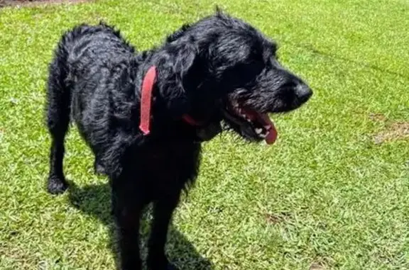 Lost Dog: Labradoodle or Wolfhound?
