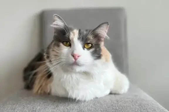 Lost Calico Cat: Pemberton Lane, 5012