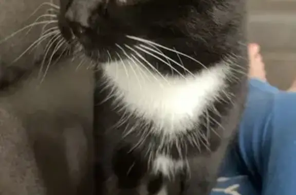 Lost Tuxedo Cat: Dyersburg Area