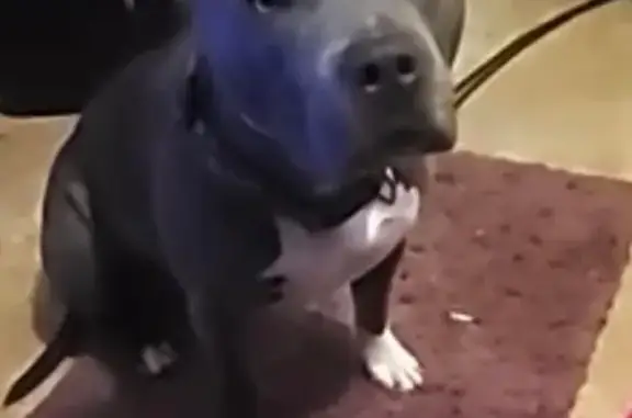 Lost Gray Pit Bull on Rudy's Drive