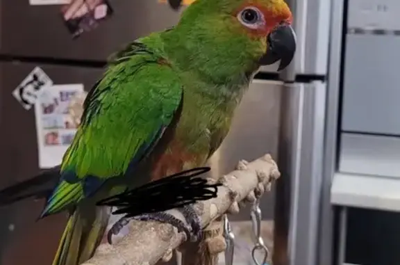Lost and found pets , photo: Found: Gold Cap Conure in Queens, NY