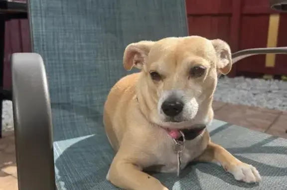 Lost Sweet Blonde Terrier in Miami