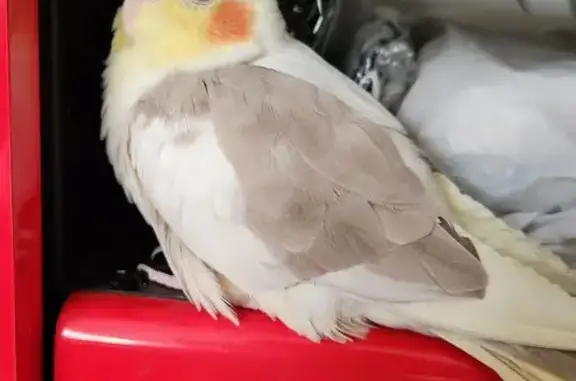 Lost Bird: White Body, Brown-Grey Wings