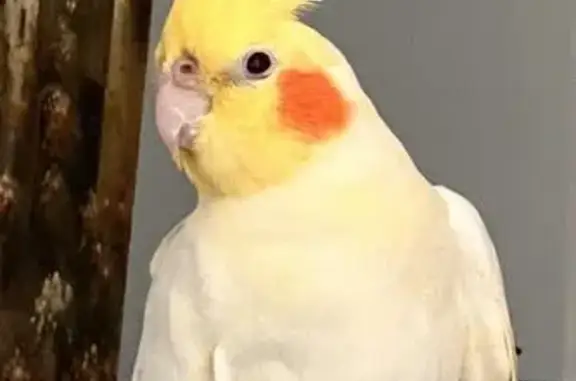 Lost Yellow Bird in Canada Bay, NSW
