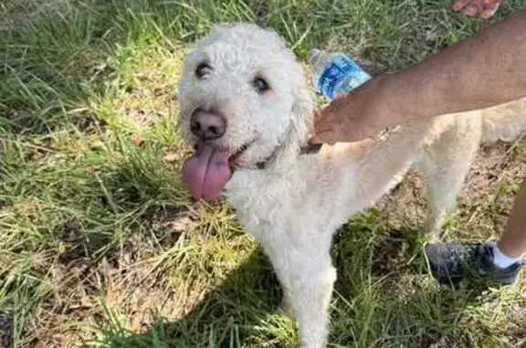 Found pets , photo: Found: Young Male Golden Doodle on Old Macedonia Rd