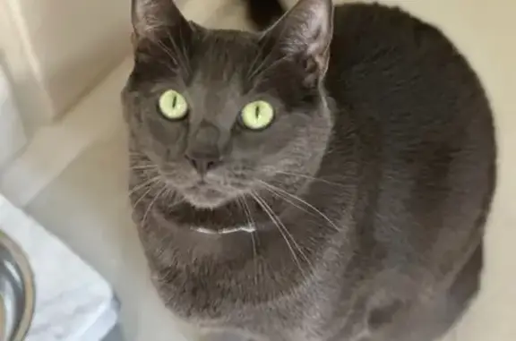 Lost pets Bend, photo: Lost Cat: Shiny Grey, Green Eyes, Bend