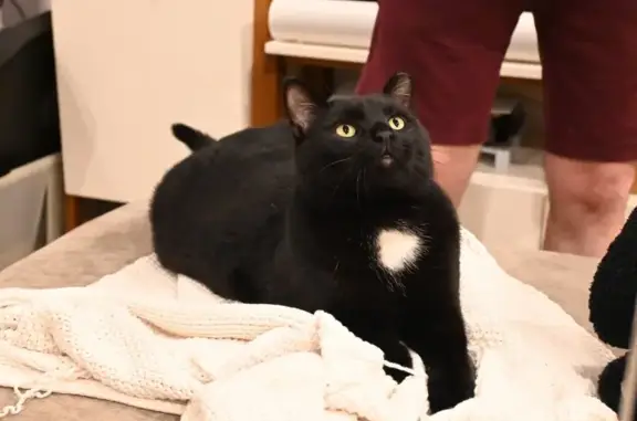 Lost Black Cat: Help Us Find Our Furry Friend!