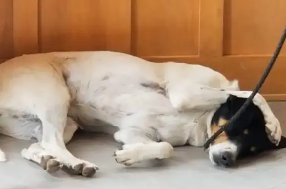 Lost Dog: Blind Grey Eye, Eczema Nose