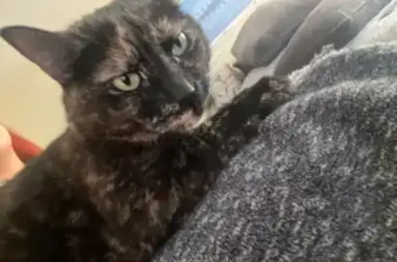 Lost Cat: Chiquita on Claraday Street