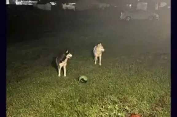 Lost Siberian Huskies: Ella & Winter Found?