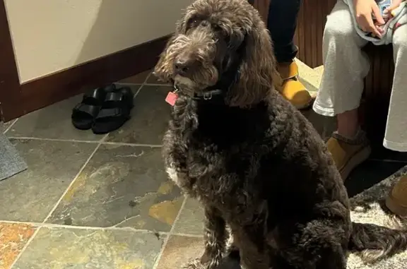 Missing dog Fort Collins, photo: Lost Brown Labradoodle in Fort Collins