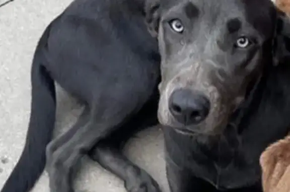 Lost Female Charcoal Lab in Brownsburg
