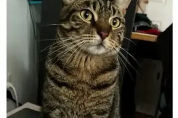 Lost Black Tabby: Skittish & Hiding