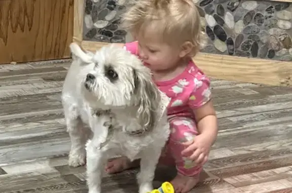 Lost Malshi Lily: Help Us Find Her!